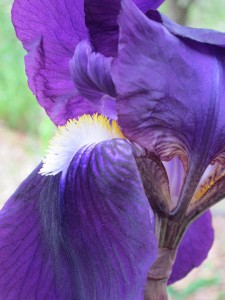 iris iris from the garden